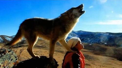 狼王在线视频播放,揭秘野性狼群的生存法则与智慧