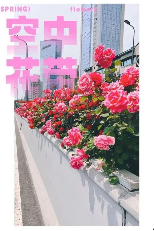 摘花技术在线视频,跟随在线视频学习高效摘花方法